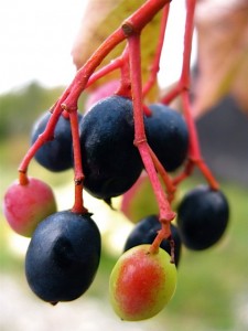 nanny berry viburnum berry variation and brilliant coral stem nanny berry viburnum berry variation and brilliant coral stem