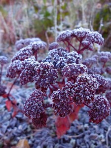 sedum with hoar frost sedum with hoar frost