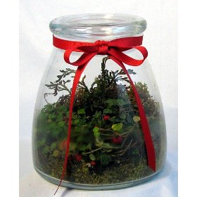 Terrarium Kit Terrarium Kit