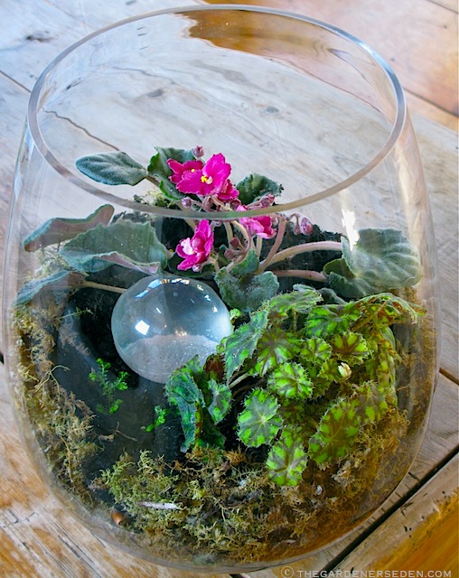 » lowlight terrariums The Gardener's Eden