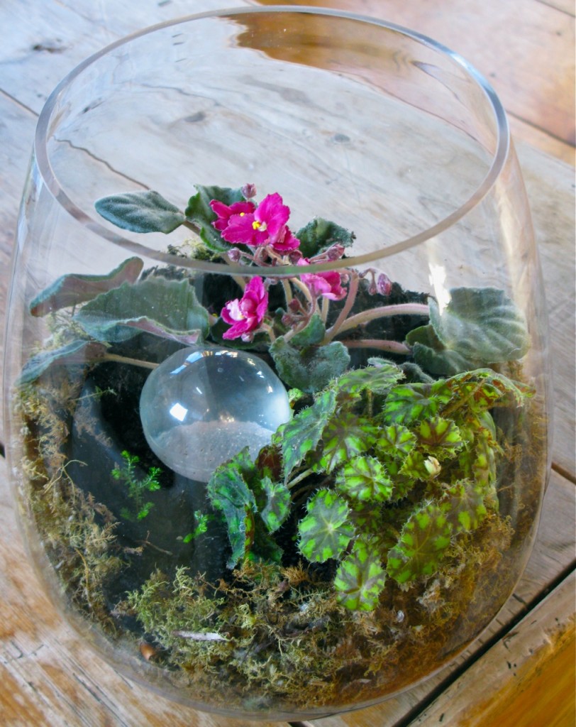 bowl terrarium begonia : african violet