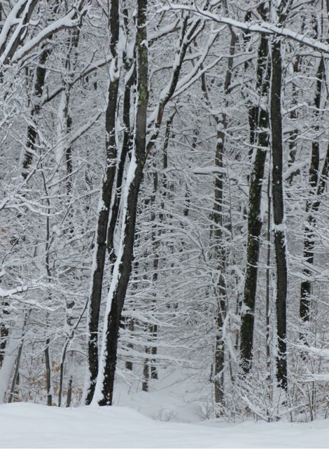 Forest Snow Storm