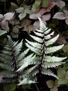 ghost-fern-with-cryptotenia-japonica