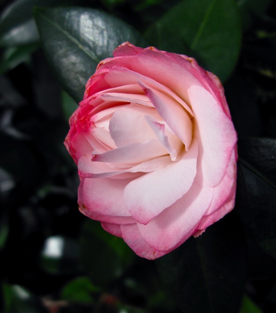 Camellia © 2010 Michaela at TGE