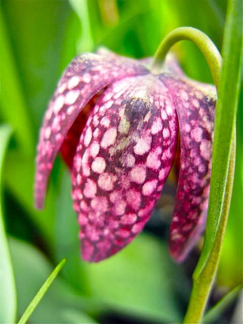 Fritillaria © 2010 Michaela at TGE