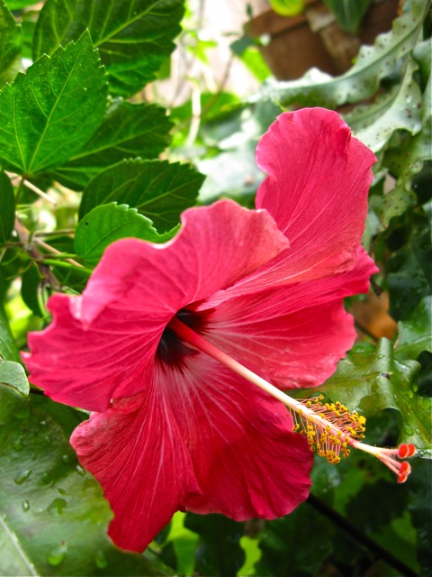 Hibiscus © 2010 Michaela TGE