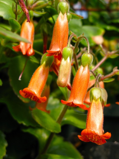 Kalanchoe mangini © 2010 Michaela TGE