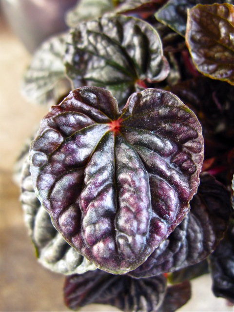 Peperomia caperata 'Raspberry Ripple' l © 2010 TGE