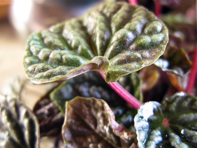 Peperomia caperata 'Raspberry Ripple' © 2010 TGE