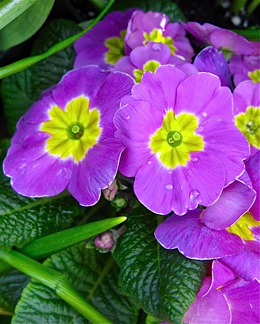 Primula © 2010 Michaela at TGE