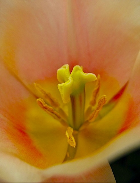 Tulipa II © Michaela at TGE