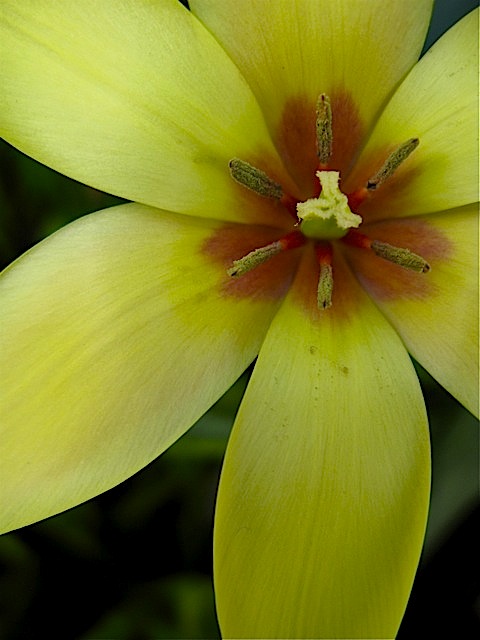 Tulipa III © 2010 Michaela at TGE