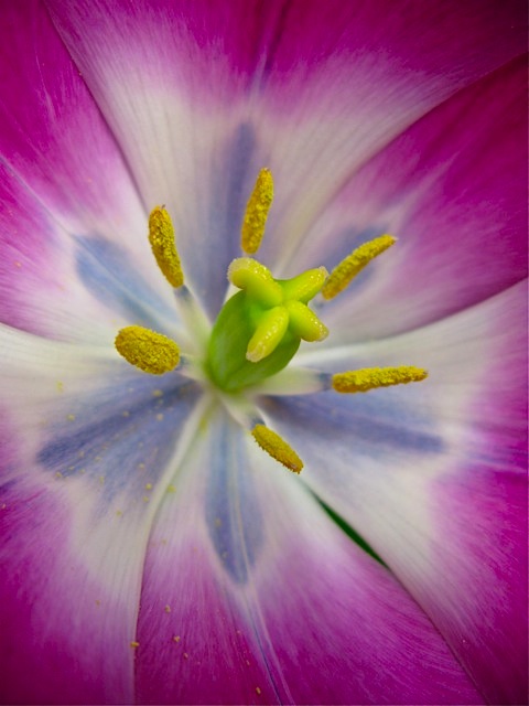 Tulipa l © 2010 Michaela at TGE