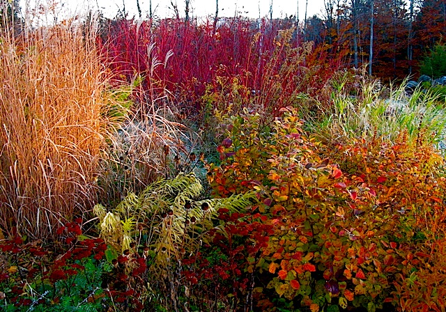 Red+twig+dogwood+shrub+pictures