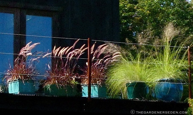 Grass in Containers