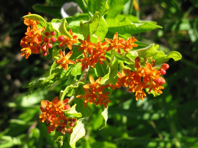 Aesclepias tuberosa Butterflyweed ⓒ Michaela at TGE