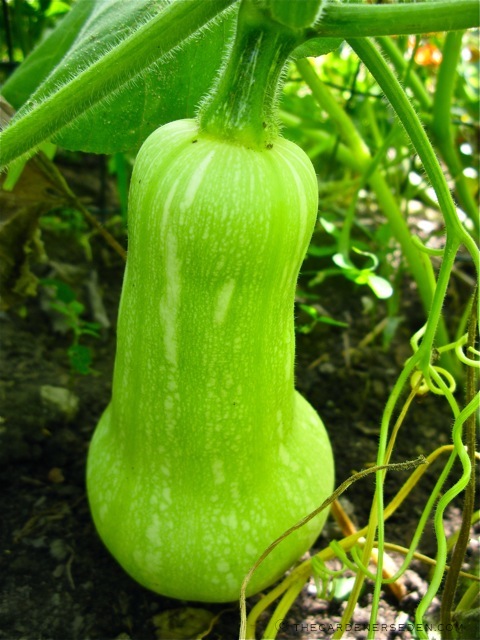 Picture Of Mature Yellow Summer Squash Plants 14