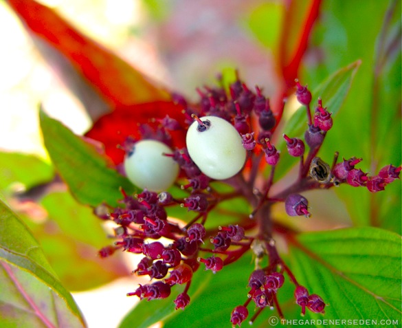 Transplant+red+twig+dogwood+bush