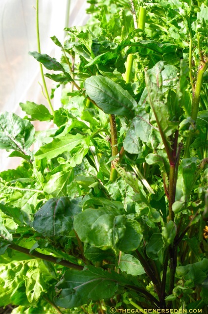 Arugula in Hoop House ⓒ Michaela at TGE