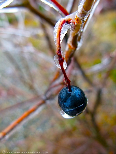 BlueBlack Saphire Solitaires