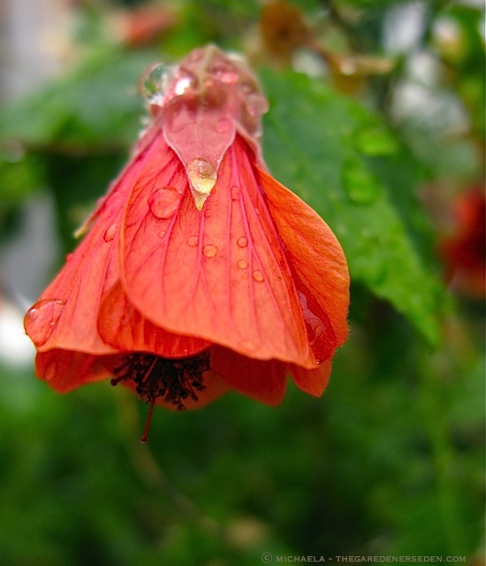 Abutilon hybridum - ⓒ michaela - thegardenerseden.com