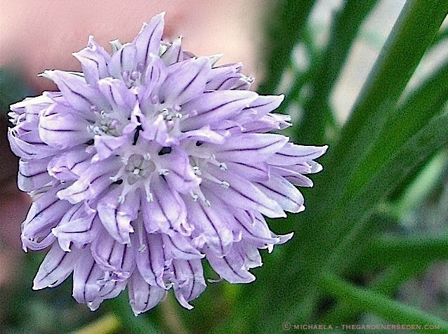 Allium schoenoprasum ⓒ michaela - thegardenerseden.com