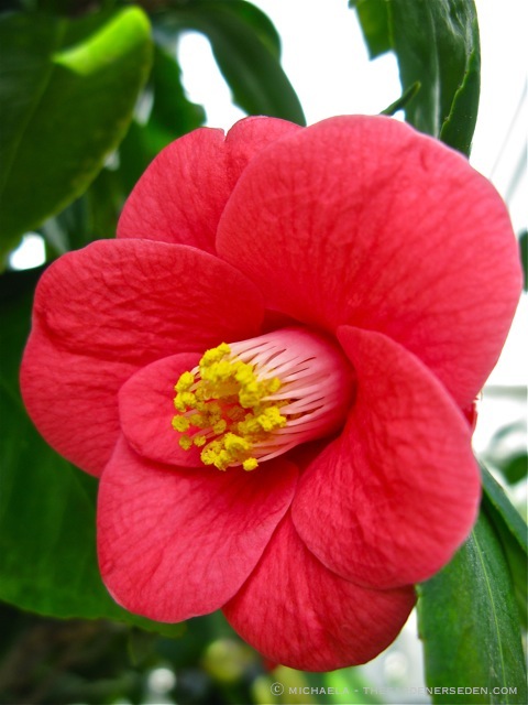 Camellia japonica: ⓒ michaela - thegardenerseden.com
