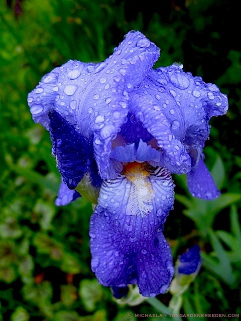 Iris ⓒ Michaela at thegardenerseden.com