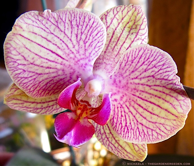 Scarlett : Phalenopsis ⓒ Michaela - thegardenerseden.com.