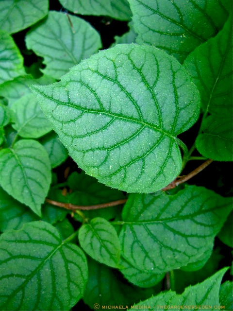 Moonlight Hydrangea Vine Schizophragma hydrangeoides'Moonlight' is a