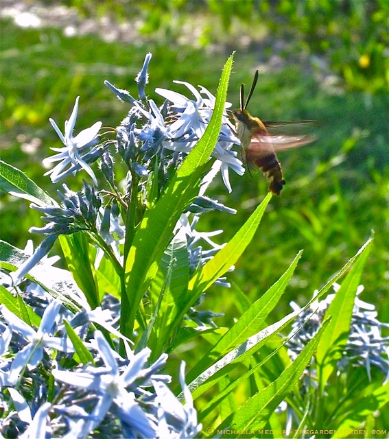 Hummingbird Moth (Hemaris thysbe) on Amsonia ⓒ michaela medina - thegardenrseden