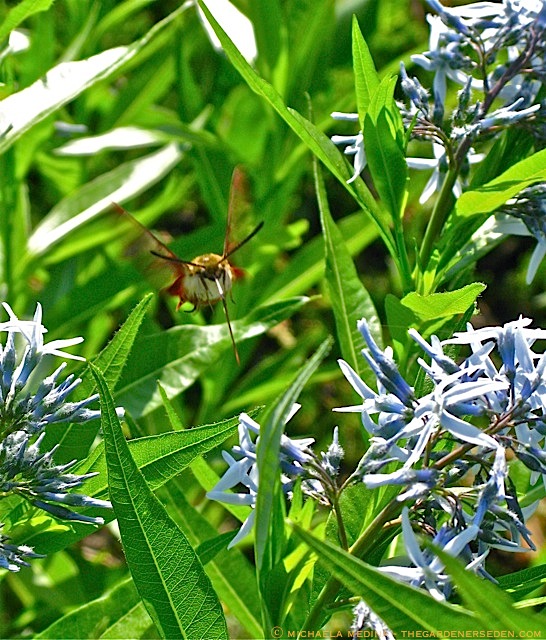 Hummingbird Moth in Flight ⓒ michaela medina - thegardenerseden