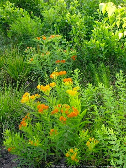 Asclepias tuberosa Along the Wildflower Walk ⓒ michaela medina - thegardenerseden