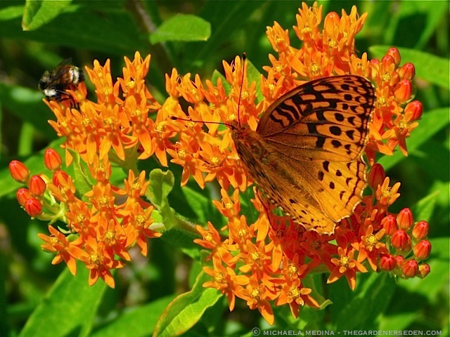 Bumble Bee & Fritillary Butterfly on Asclepias tuberosa ⓒ michaela medina - thegardenerseden