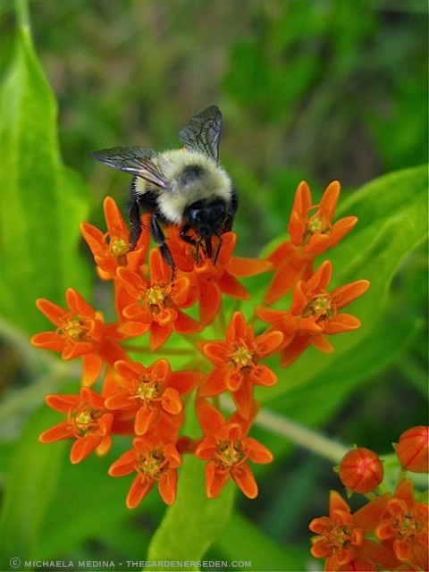 Bumble Bee on Asclepias tuberosa ⓒ michaela medina - thegardenerseden