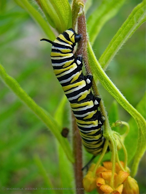 Monarch Butterfly Caterpillar on Asclepias tuberosa ⓒ michaela medina - thegardenerseden