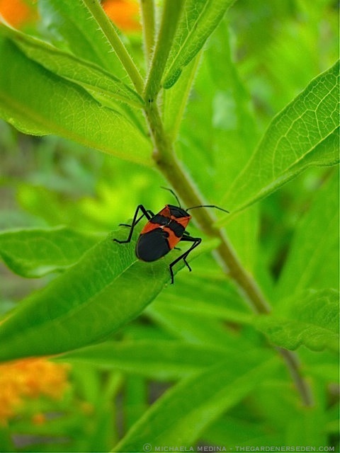 Small Milkweed Bug ⓒ michaela medina - thegardenerseden
