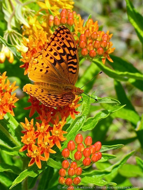 Variegated Fritillary on Butterfly Weed (Asclepias tuberosa) ⓒ michaela medina - thegardenerseden