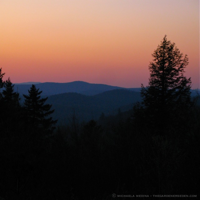 April Twilight ⓒ michaela medina - thegardenerseden
