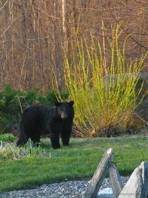 Black Bear ⓒ michaela medina - thegardenerseden