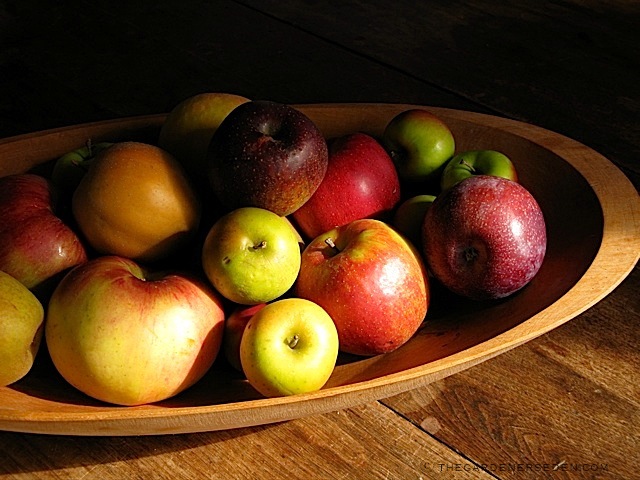 Heirloom-Apples-from-Scott-Farm-ⓒ-Michaela-at-TGE