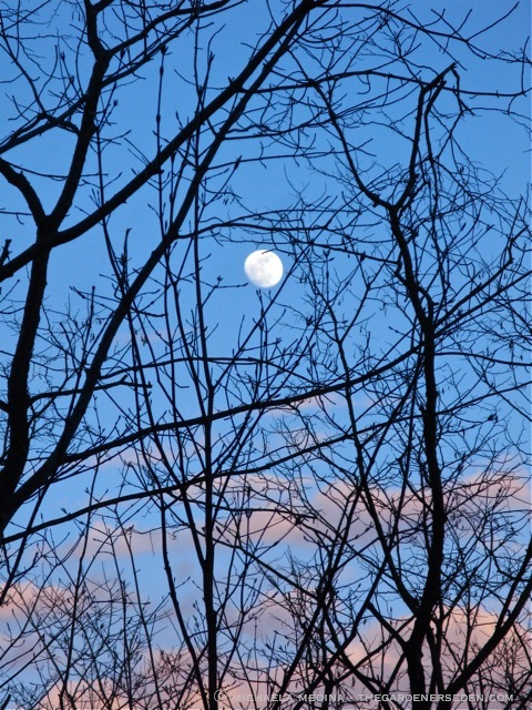 Pink Moon Near Full ⓒ michaela medina - thegardenerseden