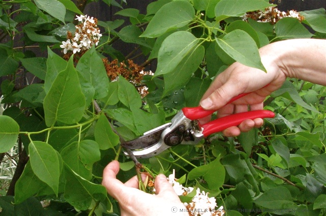 lilac-pruning-two ⓒ michaela medina - thegardenerseden.com