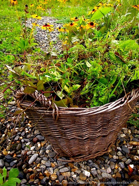 weeding-basket ⓒmichaela medina:thegardenerseden.com