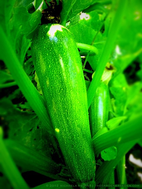 Healthy Zucchini ⓒ michaela medina - thegardenerseden.comjpg