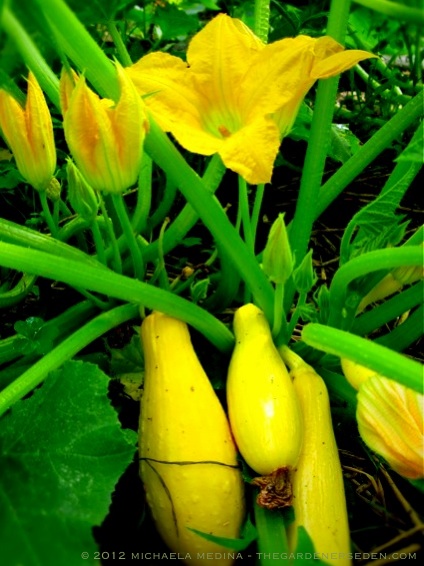 Summer Squash ⓒ michaela medina - thegardenerseden.com