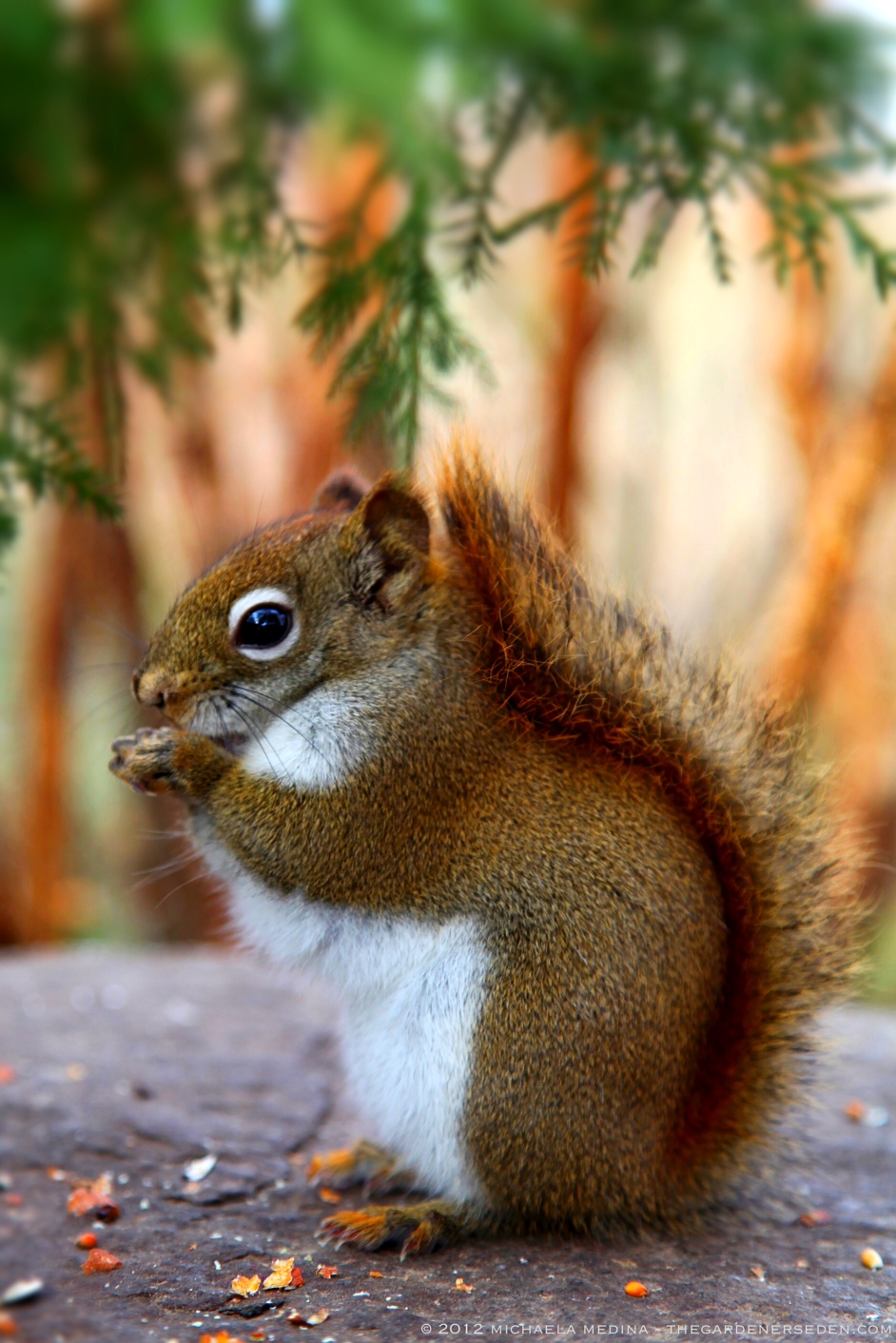 21 Oct 2012. Nut farms. Nut houses. Nuts for breakfast, lunch, and dinner. Big nuts. Small nuts.  Nuts of all sizes, everywhere! Hmm, a world ran by squirrels.