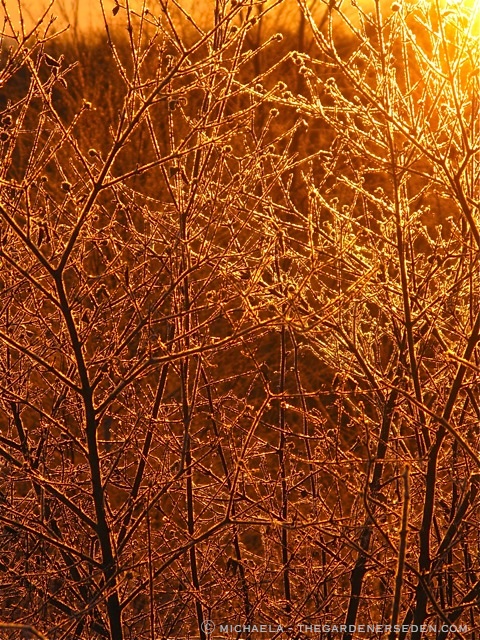 Morning-Light-on-Frost-Covered-Viburnum-Mohawk-ⓒ-2011-michaela-at-thegardenerseden.com_