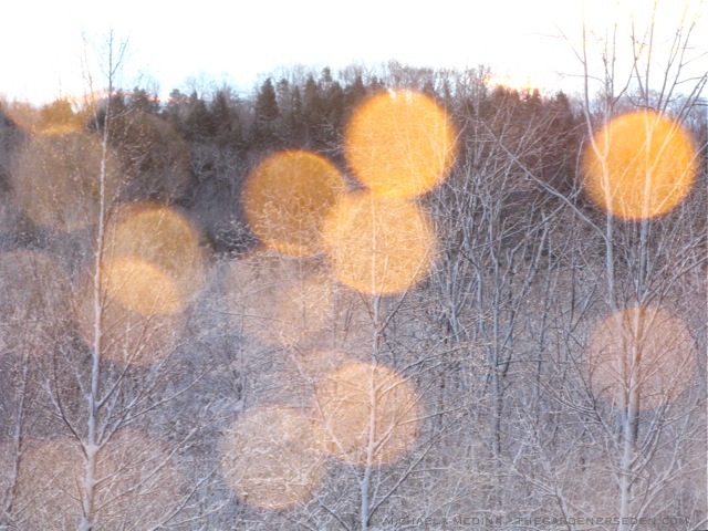 Sun-Spots-and-Snow-Drops-ⓒ-michaela-medina-thegardenerseden