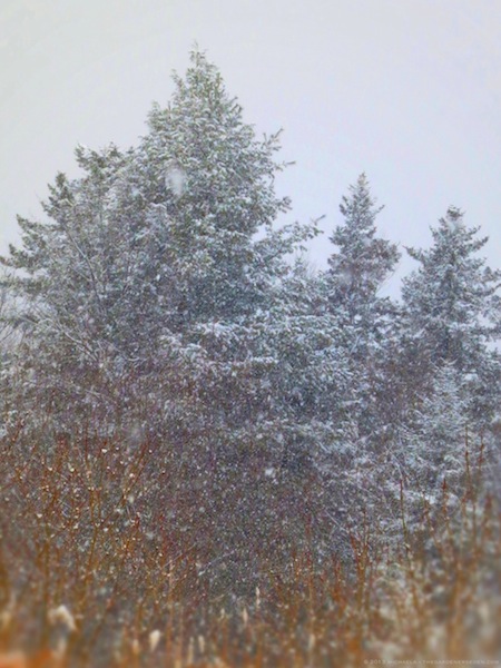 Ninebark & Conifer Forest ⓒ 2013 Michaela - thegardenerseden.com